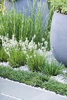 Lavandula angustifolia 'Nana Alba' - dwarf white English lavender and Thymes, planted in gravel between stone paving slabs. Healing Urban Garden.  RHS Hampton Court Palace Flower Show 2015