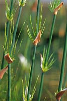 Elegia capensis - Restionaceae. Broom Reed