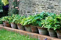 Hostas in terracotta pots by wall