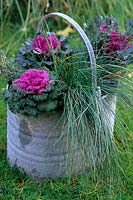 Winter container - Mop bucket containing - Festuca glauca 'Elijah Blue', Brassica oleracea, Calluna vulgaris 'Silver Queen'