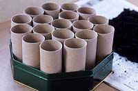 Growing sweet pea seeds in toilet roll inners - place cardboard tubes in tin
