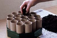 Growing sweet pea seeds in toilet roll inners - fill tubes with compost