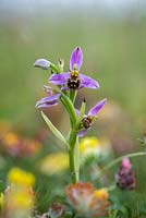 Ophrys apifera - Bee Orchid