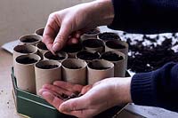 Growing sweet pea seeds in toilet roll inners - place seed in hole