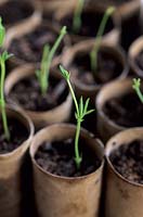 Growing sweet pea seeds in toilet roll inners - seedlings sprouting in tubes