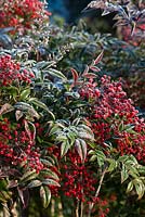 Nandina domestica with bright red winter fruits.
