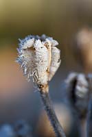 Lilium regale seedheads covered with frost.