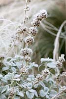 Frost covered Ballotta pseudodictamnus, false dittony, an evergreen sub-shrub, and Stipa tenuissima grass.