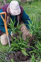 In Spring, Mark Zenick, daylily specialist, propagates daylilies by division. Step 3: two sections of the original clump, each with foliage attached to rhizome root, are ready to replant.