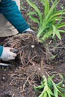 In Spring, Mark Zenick, daylily specialist, propagates daylilies by division. Step 4: smaller clumps can be divided using a knife. Again, ensure each section has foliage attached to a rhizome root.