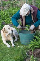 In Spring, Mark Zenick, daylily specialist, propagates daylilies by division. With his labrador Bryher looking on, he trims the leaves on a newly divided clump.