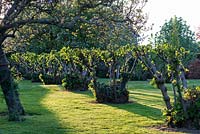 Line of 100-year-old Kentish cobnut trees.