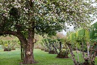 Seen through apple blossom, line of 100-year-old Kentish cobnut trees.