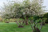 Seen beyond apple blossom, line of 100-year-old Kentish cobnut trees.g