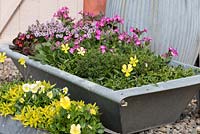 Galvanised animal feeding trough and tray planted with golden violas, and oregano, pink thyme, primulas and campion.
