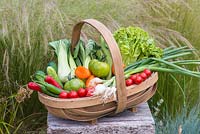 Fresh garden vegetables in a trug. Tomato, peppers, cucmbers, lettuce, spring onions and pak choi.