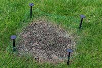 Restoring a damaged lawn step by step - Stake netting over the newly seeded area to project.