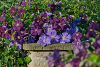 Clematis viticella 'Etoile Violette' and 'Perle d'Azur' 
