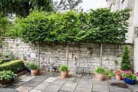 Pleached hornbeams - Carpinus betulus, screen a terraced dining area from adjoining houses thus creating a sense of privacy. At the base of their trunks are pots of agapanthus.