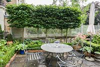 Pleached hornbeams, Carpinus betulus, screen a terraced dining area from adjoining houses thus creating a sense of privacy. Below a small box hedge contains ferns and hostas.