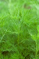 Artemisia abrotanum - Southernwood, Lad's Love