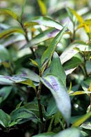 Persicaria odorata - Vietnamese coriander