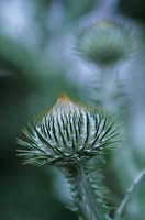 Onopordum acanthium bud