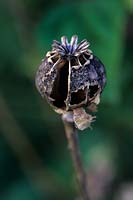Papaver seedhead attacked by birds