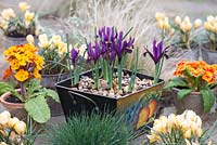 Set against winter backdrop of Stipa tenuissima, metal container planted with Iris reticulata 'Pixie, flowering in February. Small pots of primulas and Crocus 'Cream Beauty'.