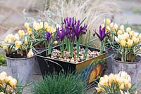 Metal container planted with Iris reticulata 'Pixie' and pots of Crocus 'Cream Beauty', flowering in February and March.