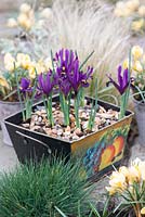 Painted metal container planted with Iris reticulata 'Pixie' and pots of Crocus 'Cream Beauty', flowering in February and March.