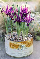 Iris reticulata 'Pixie' in recycled food tin set against backdrop of Stipa tenuissima
