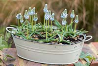 Muscari 'Peppermint', grape hyacinth, a spring flowering bulb with two-tone flowers of pale blue with greenish tips.