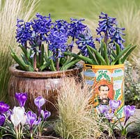 Hyacinth 'Peter' in an old tin and glazed pot. Mixed Dutch crocuses planted in front.