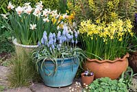 Spring containers with Muscari 'Cupido', Narcissus 'Hawera' and Narcissus 'Reggiae'.