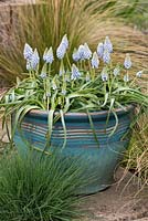 A glazed container with Muscari 'Cupido'.