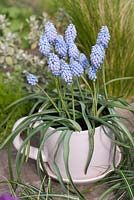 A teacup planted with Muscari 'Cupido'.