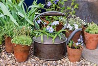 Ipheion 'Rolf Fiedler' planted in a kettle alongside terracotta pots with Scilla and Phlox.