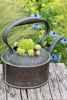 Antique copper kettle planted with sempervivum succulents.