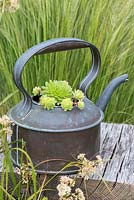 Antique copper kettle planted with sempervivum succulents.