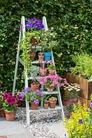 Painted step ladder used to display pots of violas, campanula, pelargoniums, succulents and surfinia petunias. 