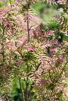 Sorbaria sorbifolia 'Sem'. Moors Meadow Garden and Nursery, Bromyard, Herefordshire, UK