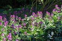 Lunaria annua 'Purple'. Moors Meadow Garden and Nursery, Bromyard, Herefordshire, UK