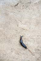 Arion ater - Black garden slug on garden path - August - Oxfordshire
