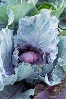 Brassica oleracea - Cabbage F1 red flare - July - Oxfordshire