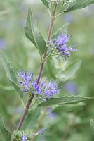 Caryopteris x clandonensis 'Arthur Simmonds' - Blue Mist Spirea - August - Oxfordshire