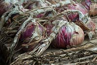 Allium cepa - Harvested onions 'red winter' on a shed worktop - August - Oxfordshire