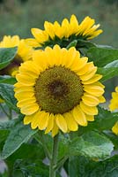 Helianthus annuus - Sunflower 'Vincents pomelo' - Surrey - July