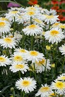 Leucanthemum x superbum - Shasta Daisy 'Real glory' - July - Oxfordshire