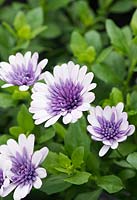 Osteospermum '3D violet ice' - African Daisy Double Violet - July - Oxfordshire